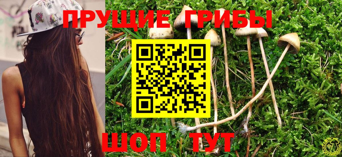 Псилоцибиновые грибы мицелий  Псилоцибиновые грибы прущие грибы  Корсаков  Вход с VPN 
